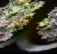 Arthur Waterhouse Lounge - Pubs Melbourne