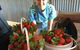 Beechworth Berries - thumb 1