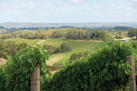 Pike And Joyce Wines - Pubs Melbourne 2