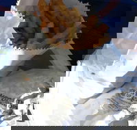 Ragenovich Bros Chickens - Pubs Melbourne