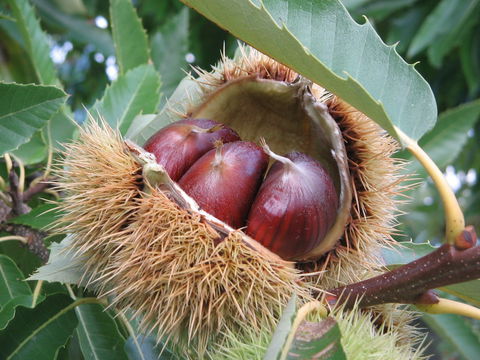 Tweenhills Chestnuts - Pubs Melbourne 1