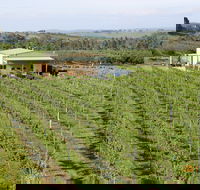 Dindima Wines - Pubs Melbourne