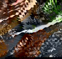 Outback Steakhouse Wollongong - Pubs Melbourne