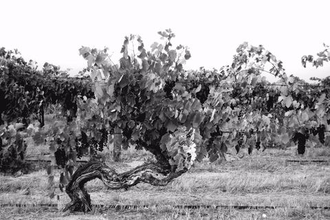 Smallfry Wines Cellar Door - Pubs Melbourne 0