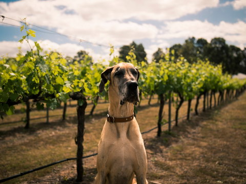 Oakvale Wines - Pubs Melbourne 2