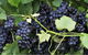 Nicholson River Winery And Barrel Room Restaurant - thumb 2