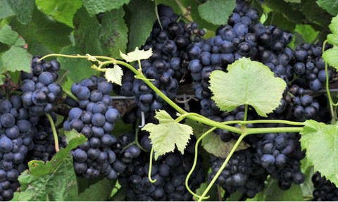 Nicholson River Winery And Barrel Room Restaurant - Pubs Melbourne 2