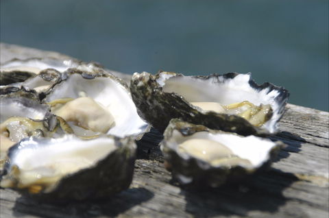 Jim Wild's Oyster Service - Pubs Melbourne 0