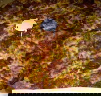 Pizza Riviera - Pubs Melbourne