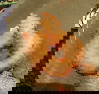 Chips 'R Us - Pubs Melbourne