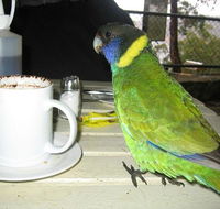 cafe on the dam - Pubs Melbourne