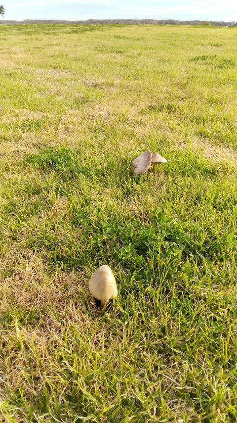 Bombora Goolwa Beach - Pubs Melbourne 2