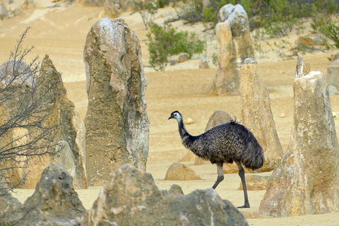 Private, Luxury Pinnacles Tour: Stargazing, Sand-boarding & Sightseeing - Pubs Melbourne 5