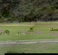 Yanchep  Lancelin - Wildlife Cave And Sands - Pubs Melbourne