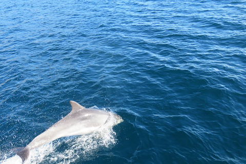 Twilight Sail Bruny Island - Pubs Melbourne 5