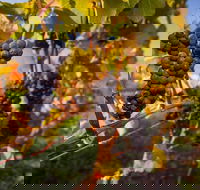 Full Day Tamar Valley Wine Tour - Pubs Melbourne