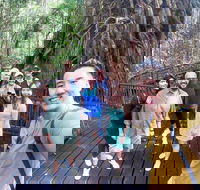 Cairns 4WD Waterfall and Rainforest Tour Including Kuranda Scenic Railway - Pubs Melbourne