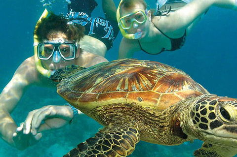 8-Day Cairns Tour: Great Barrier Reef, Kuranda, Daintree Rainforest - Pubs Melbourne 1
