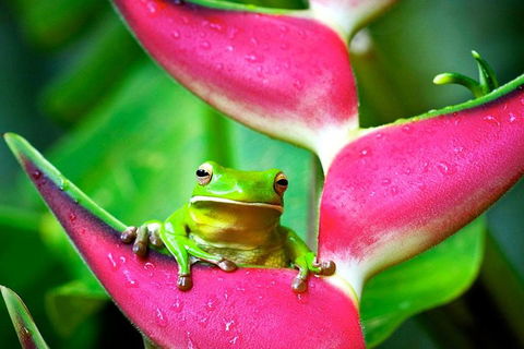 Cape Tribulation, Mossman Gorge, And Daintree Rainforest Premium Day Tour - Pubs Melbourne 0