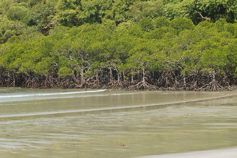 Cape Tribulation, Mossman Gorge, And Daintree Rainforest Premium Day Tour - Pubs Melbourne 4