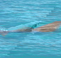 Snubfin Dolphin Eco Cruise from Broome - Pubs Melbourne