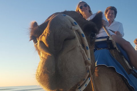 Broome Pre-sunset Camel Tour 30 Minutes - Pubs Melbourne 1