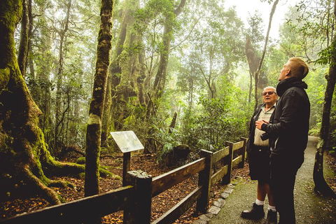 Full-day Springbrook National Park Tour From The Gold Coast - Pubs Melbourne 1