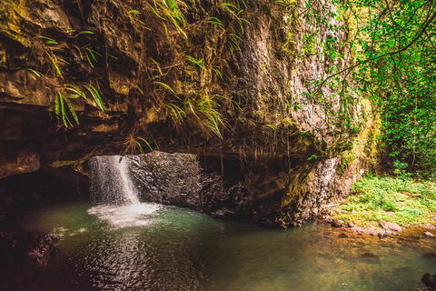 Full-day Springbrook National Park Tour From The Gold Coast - Pubs Melbourne 4