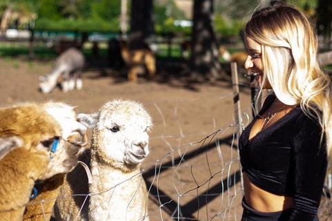 O'Reilly's & Lamington National Park Incl. Alpaca Farm + Vineyard - Pubs Melbourne 3
