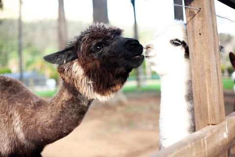O'Reilly's & Lamington National Park Incl. Alpaca Farm + Vineyard - Pubs Melbourne 4