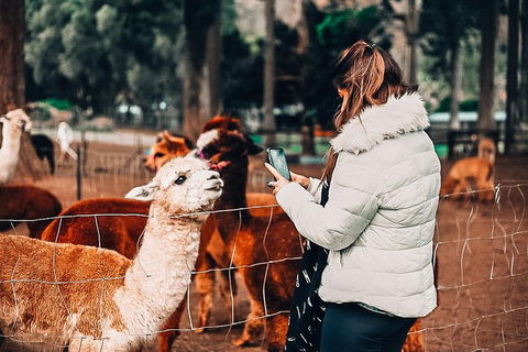 O'Reilly's & Lamington National Park Incl. Alpaca Farm + Vineyard - Pubs Melbourne 5