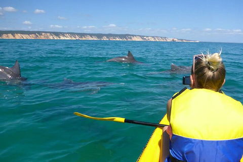 Kayak With Dolphins And 4WD Great Beach Drive Day Trip From Noosa - Pubs Melbourne 1