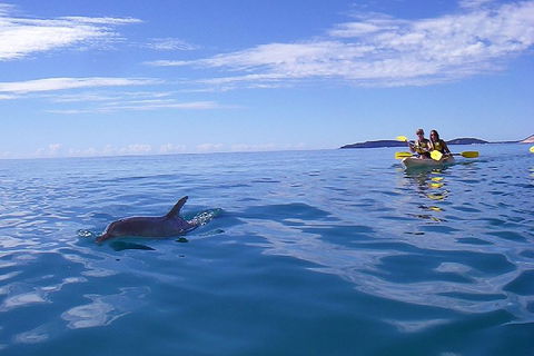 Kayak With Dolphins And 4WD Great Beach Drive Day Trip From Noosa - Pubs Melbourne 2