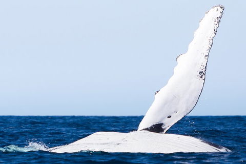 2-Hour Guided Whale Watching Tour At Noosa - Pubs Melbourne 0