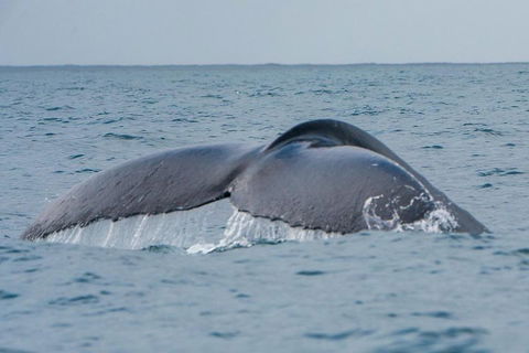 2-Hour Guided Whale Watching Tour At Noosa - Pubs Melbourne 1
