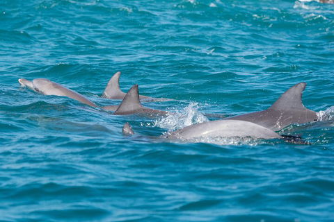 2-Hour Guided Whale Watching Tour At Noosa - Pubs Melbourne 2