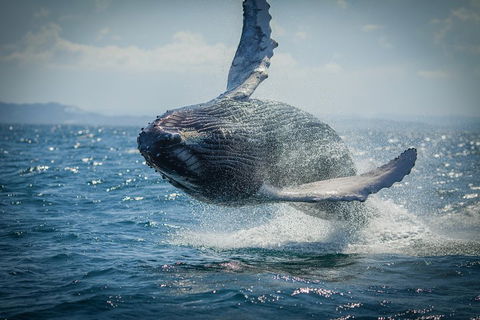 2-Hour Guided Whale Watching Tour At Noosa - Pubs Melbourne 3