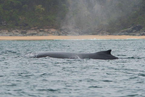 2-Hour Guided Whale Watching Tour At Noosa - Pubs Melbourne 5