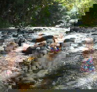 Daintree Rainforest Cape Tribulation Mossman Gorge Small-Group Day Tour - Pubs Melbourne