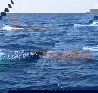 Noosa Whale Watching - Pubs Melbourne