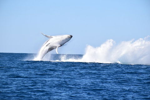 Noosa Whale Watching - Pubs Melbourne 1