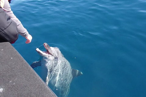 Noosa Wild Dolphin Safari - Pubs Melbourne 0