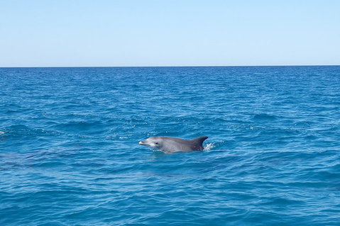 Noosa Wild Dolphin Safari - Pubs Melbourne 1