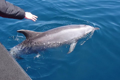 Noosa Wild Dolphin Safari - Pubs Melbourne 2
