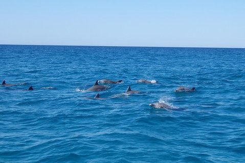 Noosa Wild Dolphin Safari - Pubs Melbourne 3