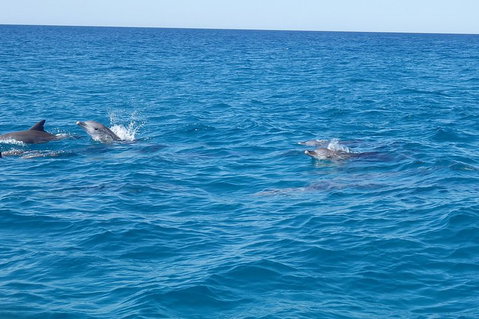 Noosa Wild Dolphin Safari - Pubs Melbourne 4