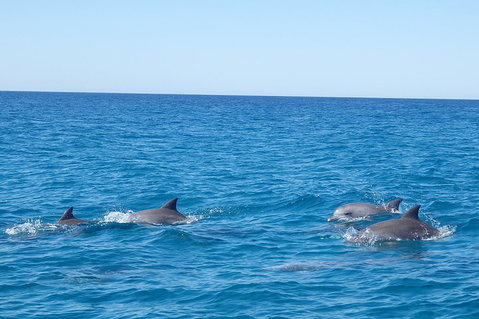 Noosa Wild Dolphin Safari - Pubs Melbourne 5