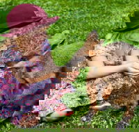 Kuranda Day Tour  HotAir Balloon Combo - Pubs Melbourne