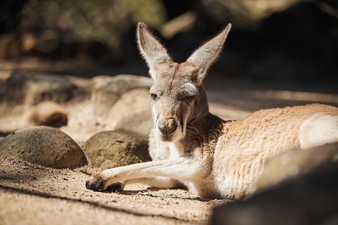 Sydney Taronga Zoo's Australian Animals Tour - Pubs Melbourne 2