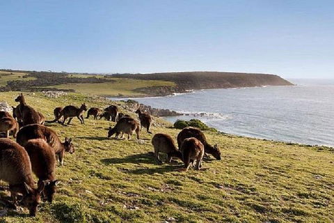 Kangaroo Island Personal Group Tours - Pubs Melbourne 0